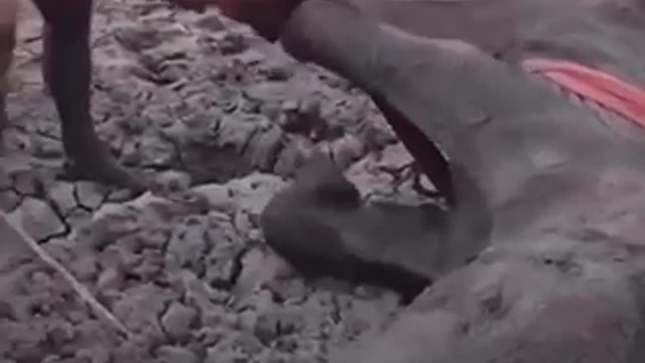 A HEARTWARMING RESCUE VIDEO A MOM ELEPHANT AND HER BABY THAT WERE RESCUED