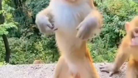 FUNNY monkey