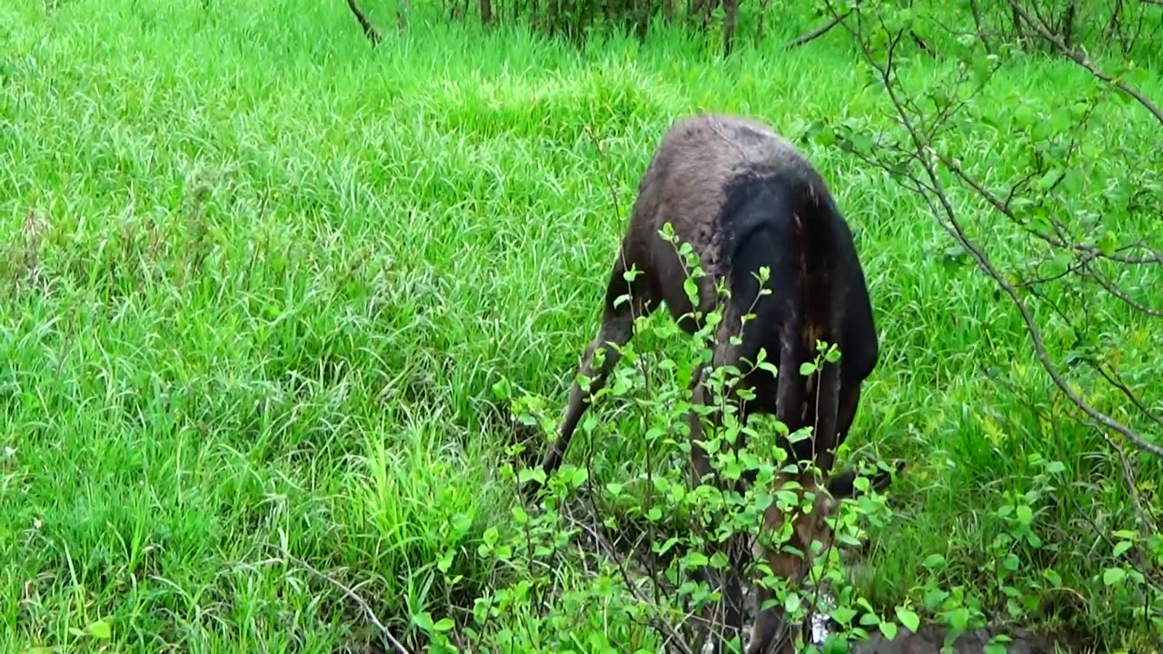 Mudhole Moose