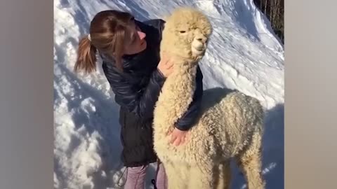 Special ways animal say 'I LOVE YOU' to human