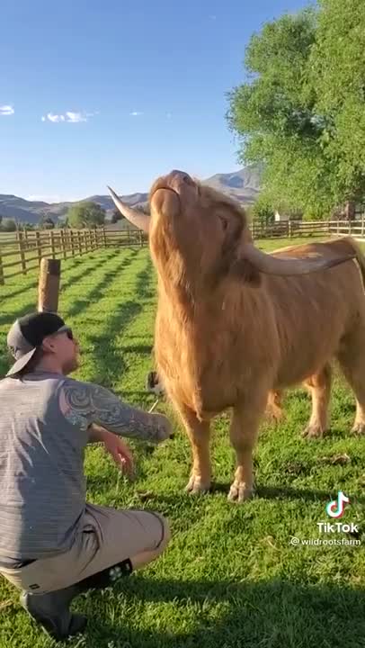 The cow loves to be combed