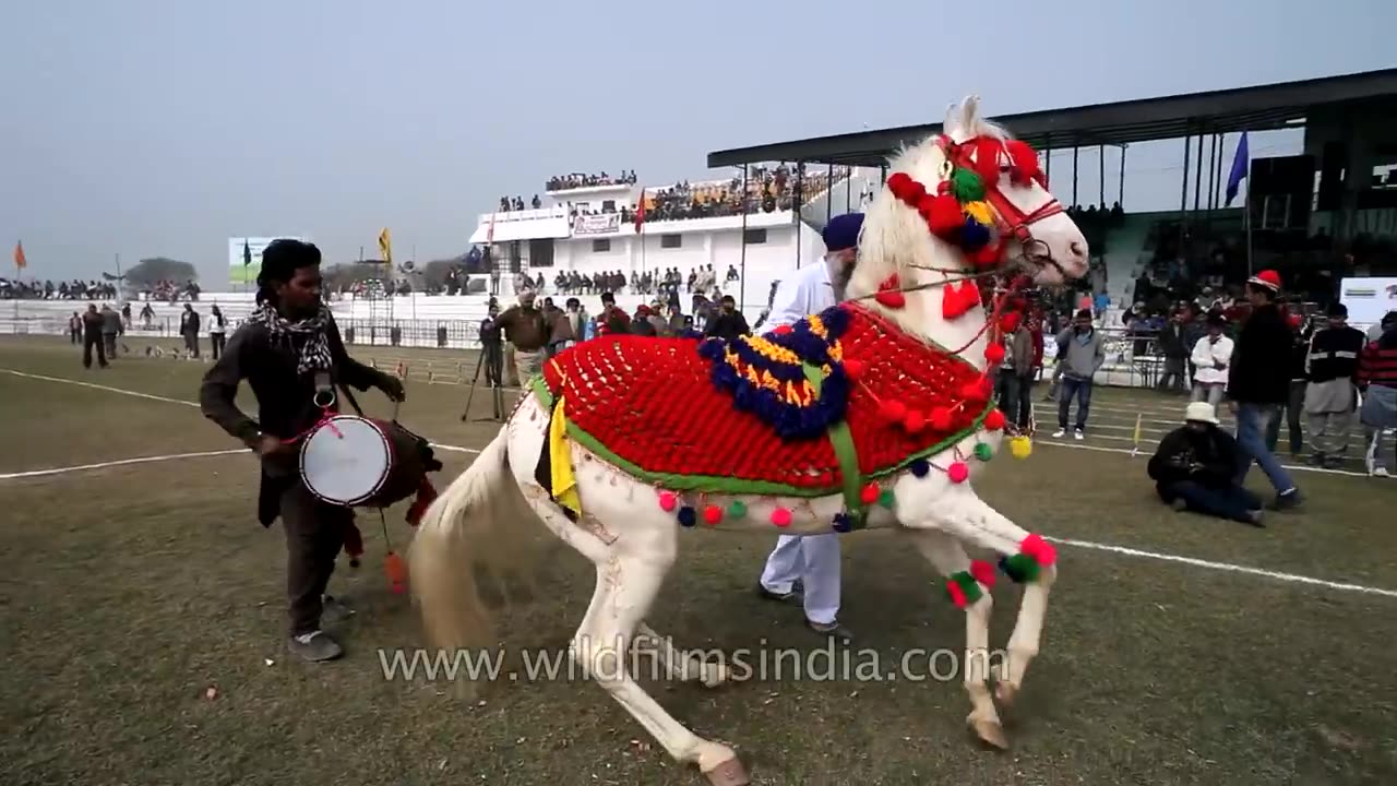 #Horse dancing video#