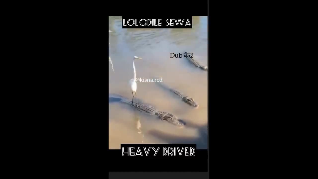 Crocodile funny video