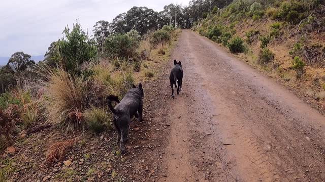 Zig Zag Track Hike - Tasmania