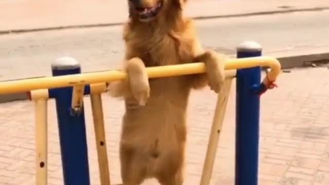 Dog swing