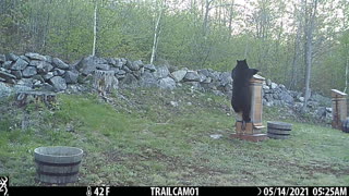 Black Bear on Bee Hive Roof