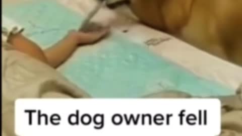 The Dog Owner Fell Asleep & Secretly Recorded His Dog