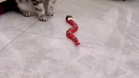 Compilation of videos of cute and funny kittens