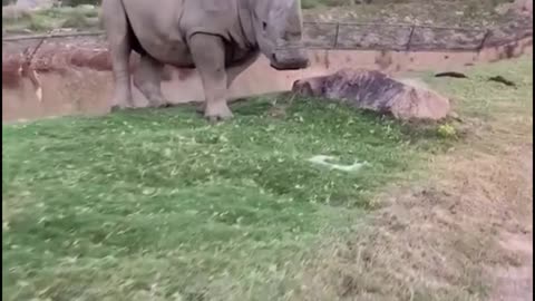 Rhinos are friendly to humans and do not attack