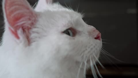funny cat videos