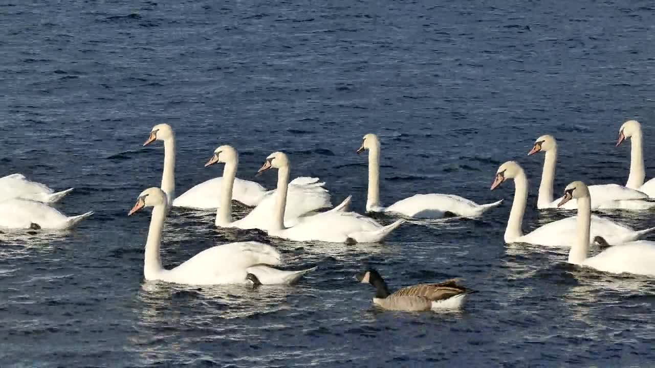 How beautiful the ducks are walking in the water