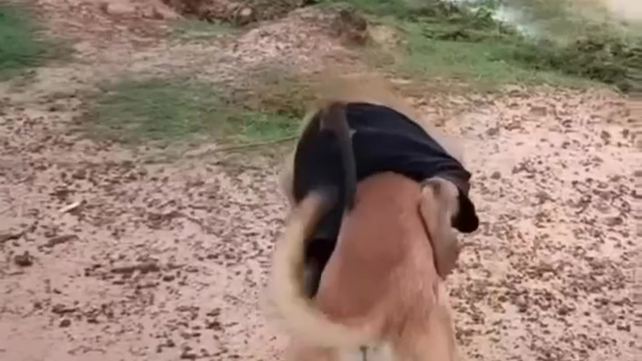 Monkey riding horse