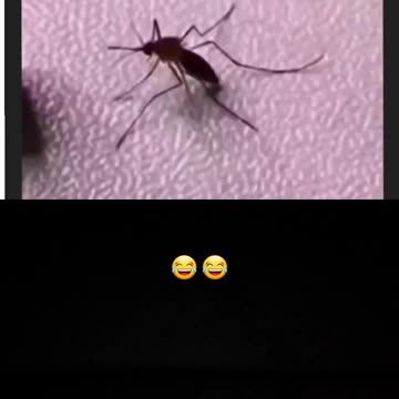 Funny Mosquito Magnet Experiment