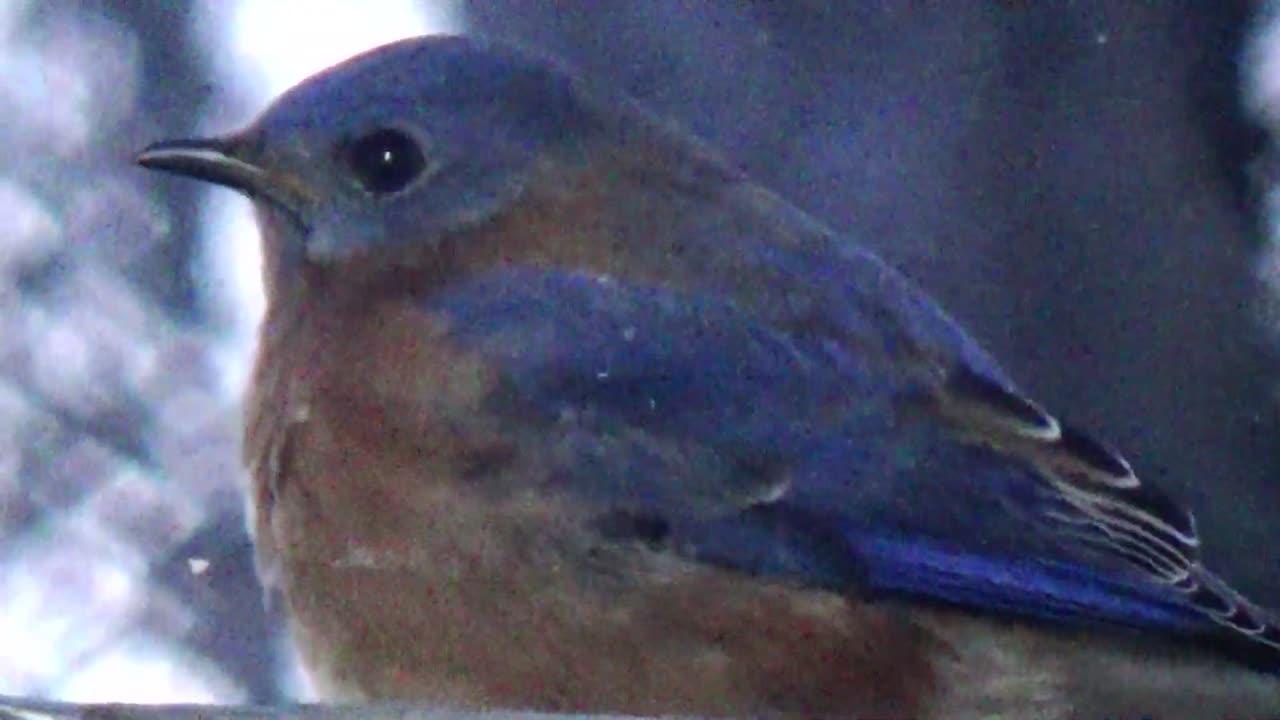 Bluebird