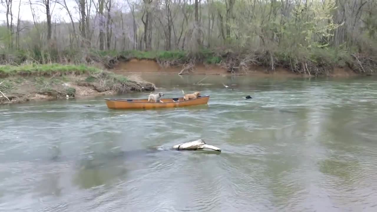 Heroic Dog Rescues Two Dogs Trapped In A Moving Kayak