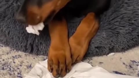 Funny dogs - I love play with paper