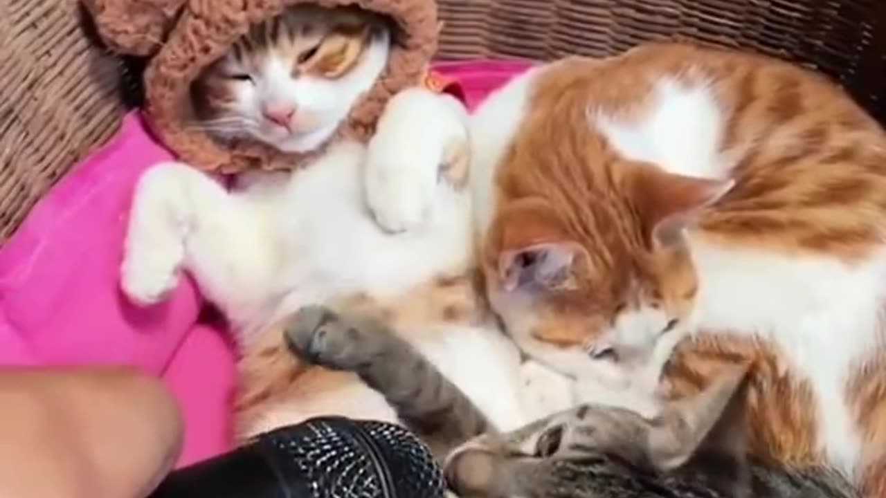 funny cute cats