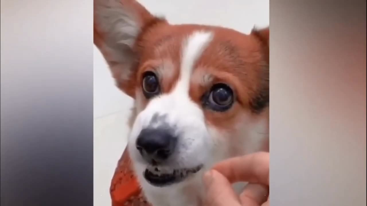 Funny dog video