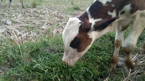 Baby cow l cute cow