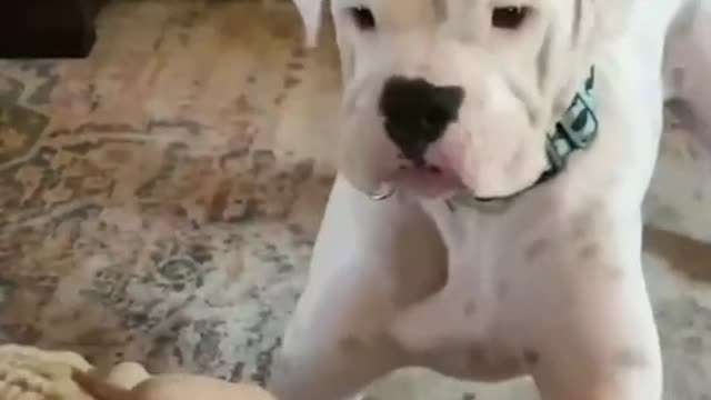 Funny animals - Funny cats / dogs - Funny animal videos