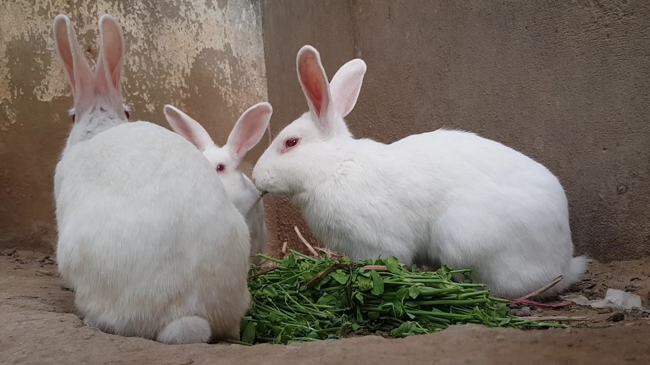 Rabbits