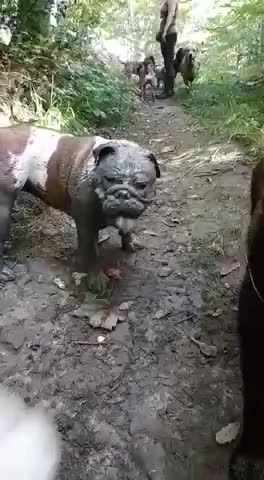 Muddy bulldog
