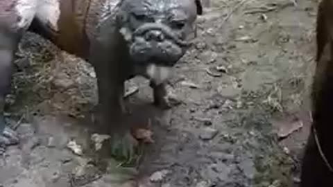 Muddy bulldog