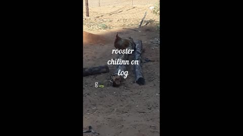 african rooster relaxing on log