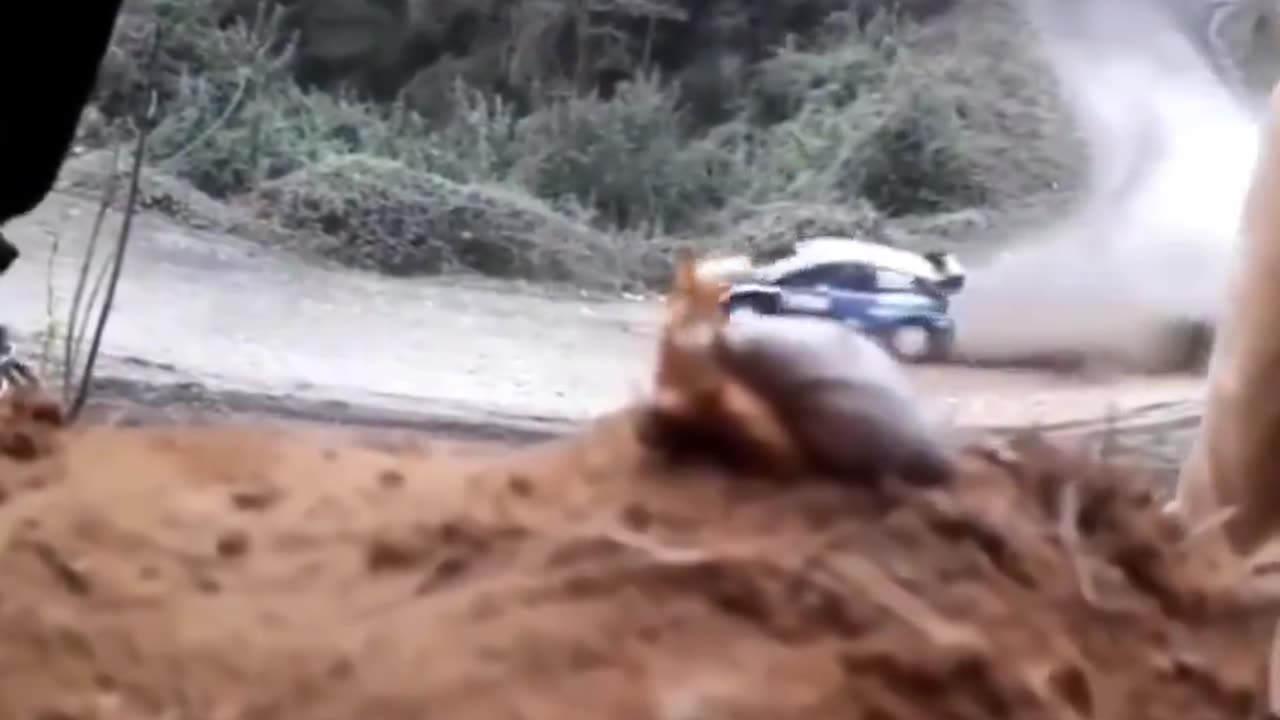 A snail who likes to watch Rally! 😂