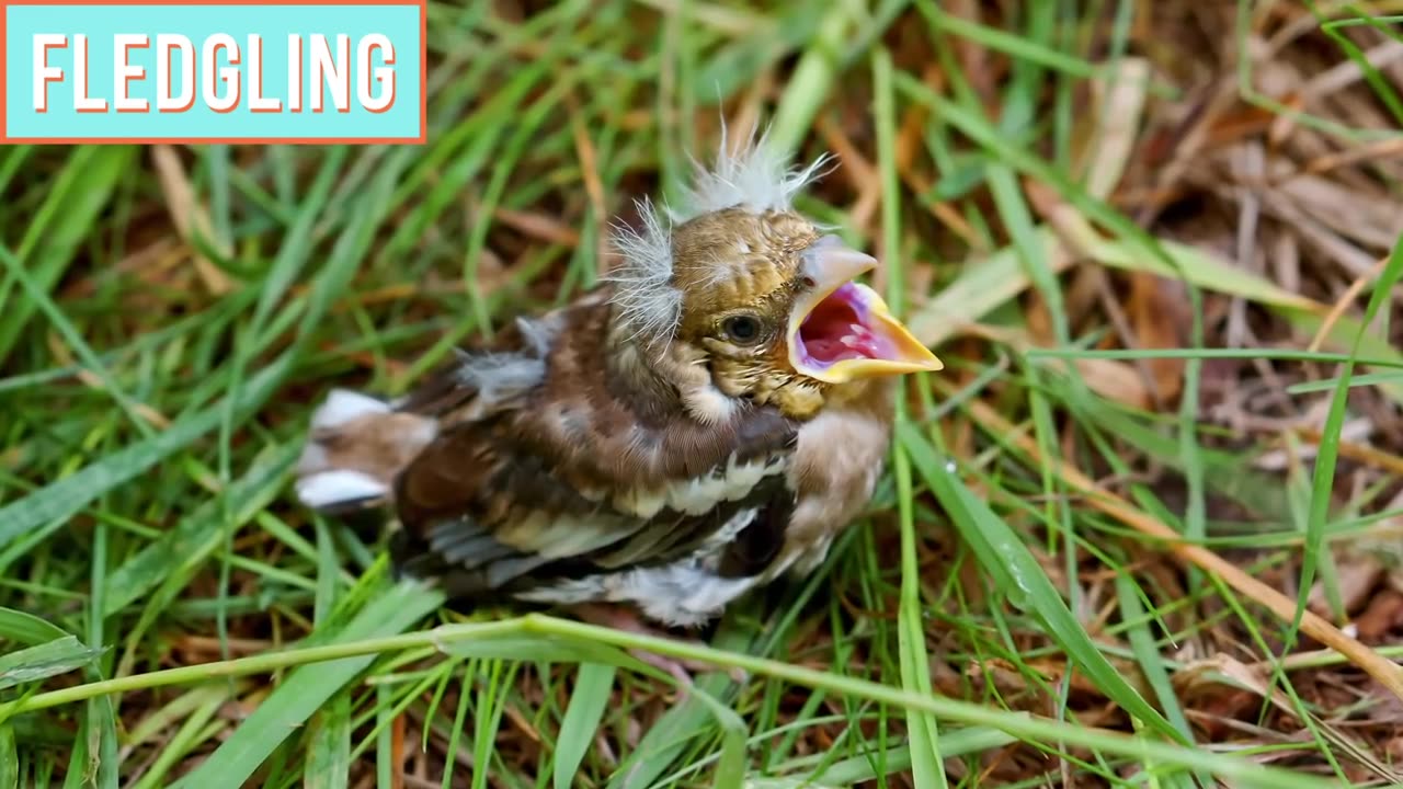 How Long Can Baby Birds Go Without Food