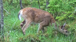 White-tailed deer