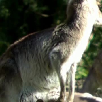 The Great Aussie Mirage! - Weird AI Prompt 12