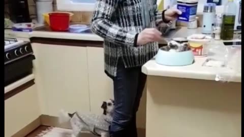 Dog jumping for food 🤤😂😂...