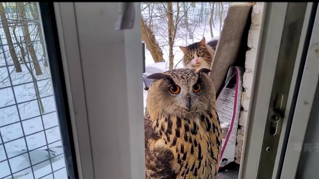 Cat go home, a chance encounter with an owl, the moment it turned its head, my cat was terrified