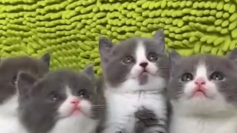 funny cat video 2