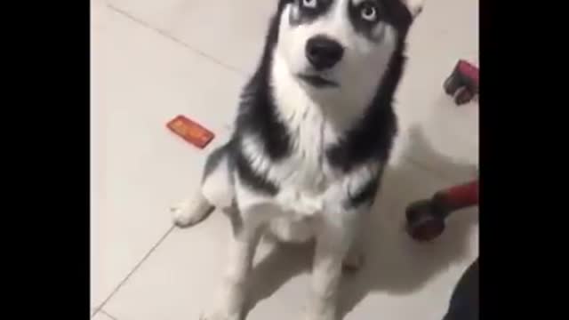 cute lovely dog climbing