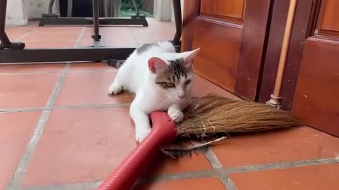 Cute cat kitten full funny moment # enjoy 😀😸