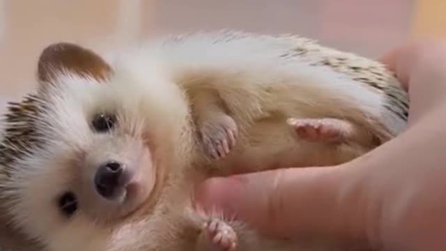 I only give belly touches to people I love!