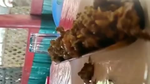 রাঙামাটির বিখ্যাত Bamboo Chiken 🤤🤤 // Afida Khan's Vlog