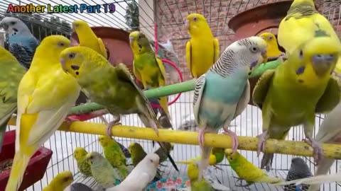 Birds Sounds For Relaxing Healing Anxiety and Depression Part 19