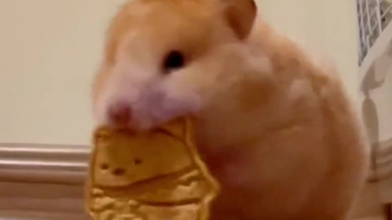 FUNNY BROWN MOUSE