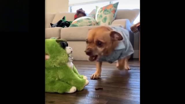 Cute And Funny Pets | Try Not To Laugh To These Pets