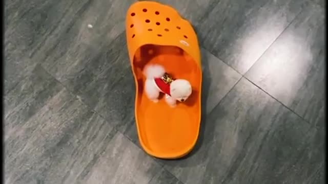 The family pet was left in the trust of a neighbour.