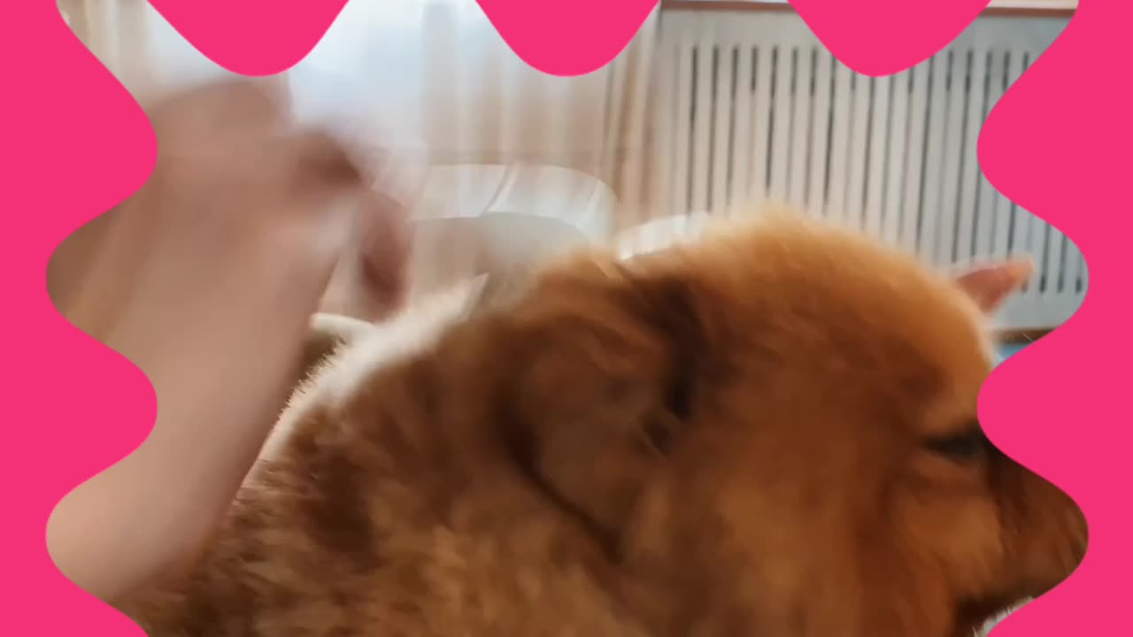 Taking care of domestic dogs, taking a hot bath and combing the pet dog's hair