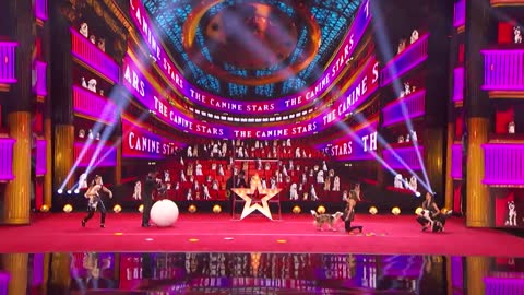 Canine Stars Bring Their Best Dog Performance to AGT! - America's Got Talent 2021