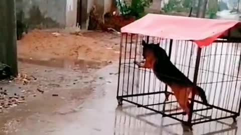 funnyvideo#cute#dog