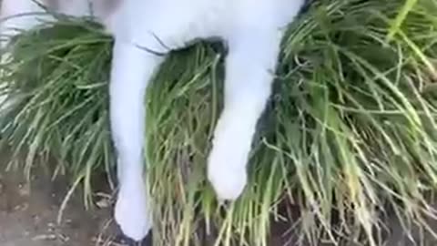 Crazy funny Cute Cat 😺 viral clips 😺😺