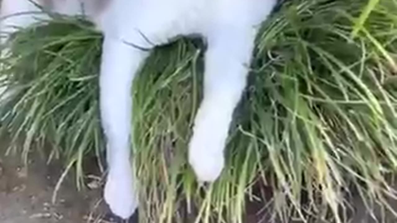 Crazy funny Cute Cat 😺 viral clips 😺😺