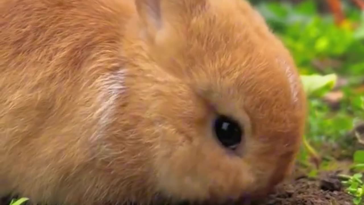 Bunny adorable