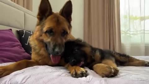 German Shepherd Dog And Puppy Playing for the First Time